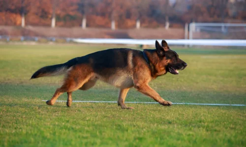 Can a German Shepherd Weigh 100 Pounds?