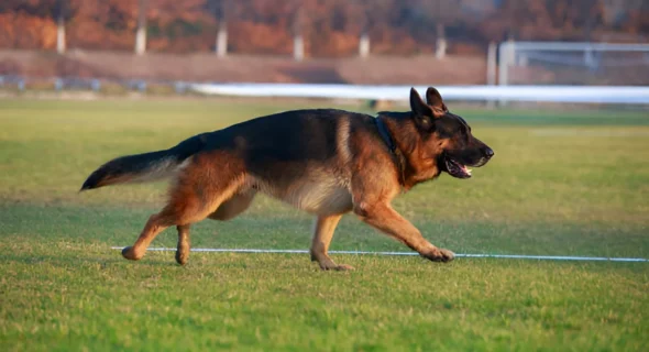 Can a German Shepherd Weigh 100 Pounds?