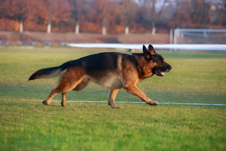 Can a German Shepherd Weigh 100 Pounds