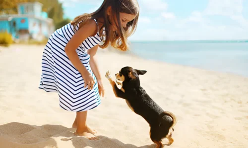 Can a Puppy Walk on the Beach? Yes (Tips for safe Walk)