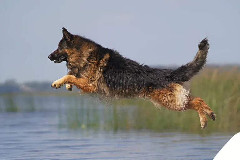 Czech and German GSD Difference