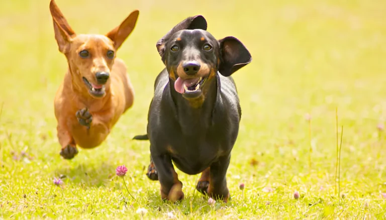 Do Bark Collars Work on Dachshunds