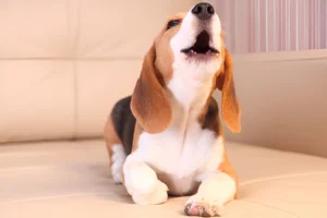 Do Beagles Bark a Lot