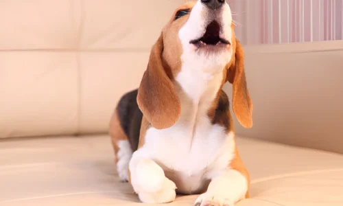 Do Beagles Bark a Lot? Yes (Tips to Prevent)