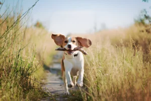 Do Beagles Like Long Walks