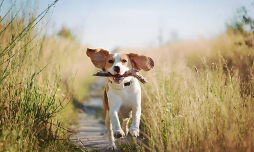 Do Beagles Like Long Walks? Yes (Facts to Know)