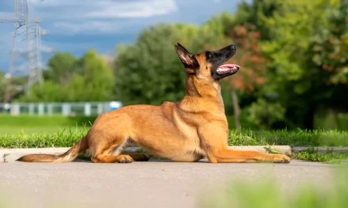 Do Belgian Malinois Like to Swim? Yes (Fun Facts)