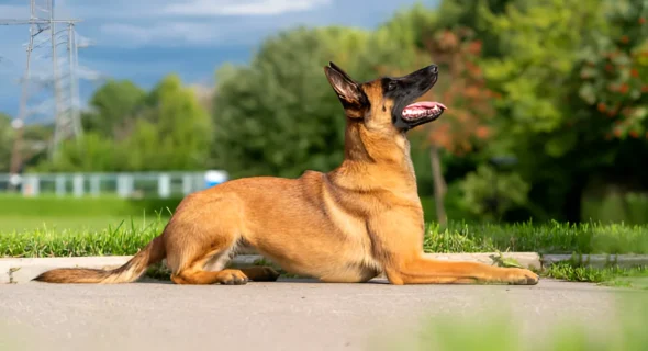 Do Belgian Malinois Like to Swim? Yes (Fun Facts)