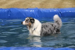 Do Border Collies Like to Swim