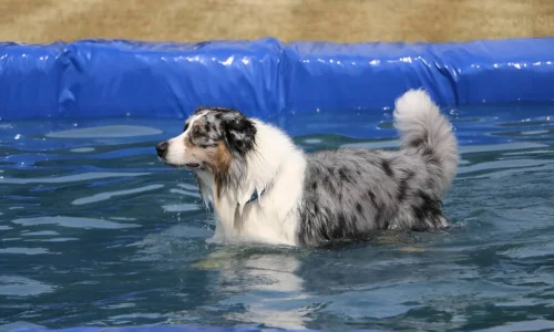 Do Border Collies Like to Swim? Yes (Reason Explained)