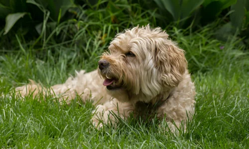 Do Cavapoos Shed Hair? Yes (Explained How Much)