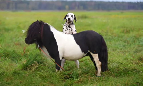 Do Dalmatians Make Good Farm Dogs? What to Expect