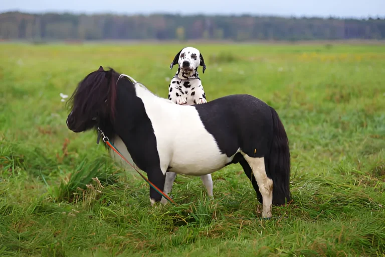 Do Dalmatians Make Good Farm Dogs