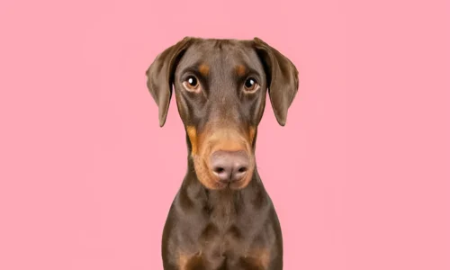 Do Dobermans Need Another Dog? What to Expect