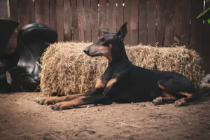 Do Dobermans Need Large Breed Puppy Food