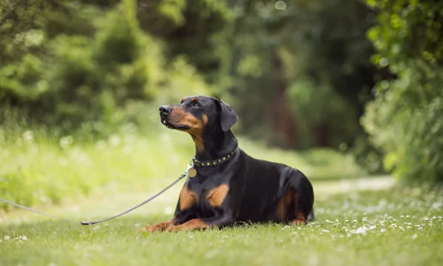 Do Dobermans Need a Big Yard? What to Expect