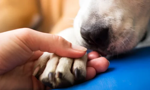 Do Dog Paw Pads Toughen Up? Yes (Reason Explained)