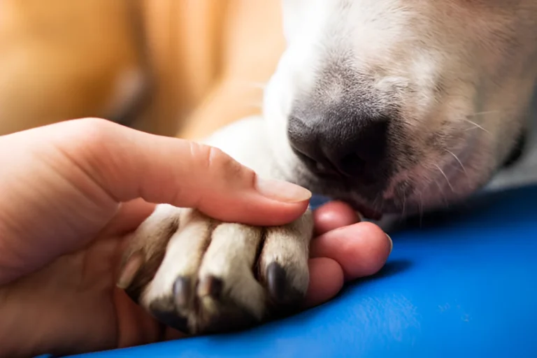 Do Dog Paw Pads Toughen Up