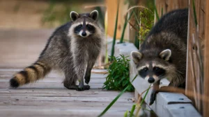 Do Dogs Keep Raccoons Away