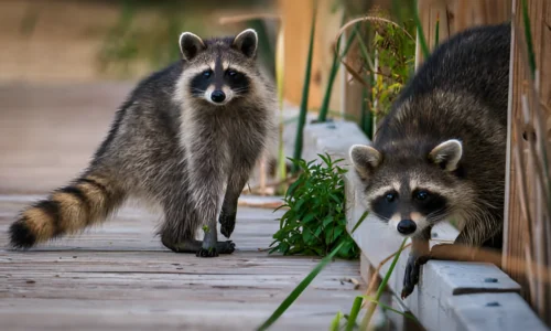 Do Dogs Keep Raccoons Away? Yes (Things to Know)