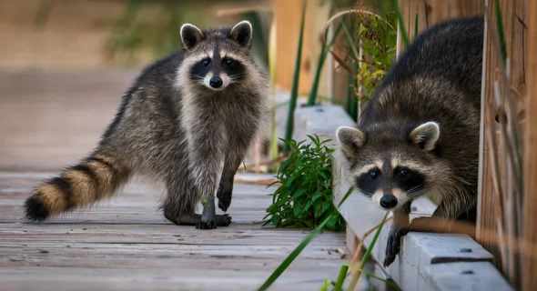 Do Dogs Keep Raccoons Away? Yes (Things to Know)