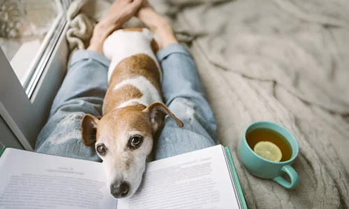 Do Dogs Know If We’re Sick? Yes (Facts to Know)