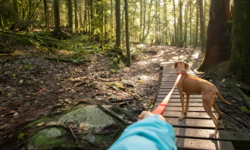 Do Dogs Like Walking on Trails? Yes (Reason Explained)