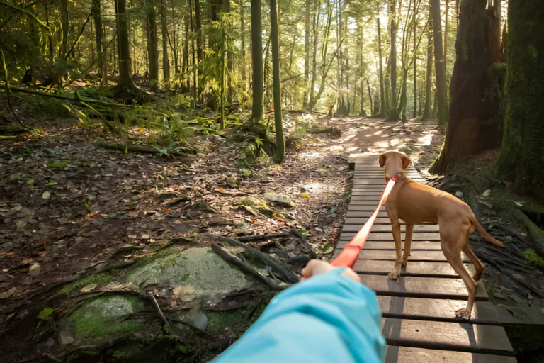 Do Dogs Like Walking on Trails