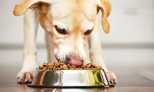 Do Dogs Need Salt in Homemade Food? Must Know