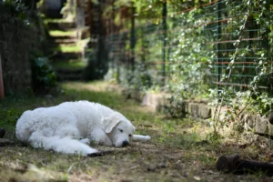 Do Farm Dogs Sleep Outside