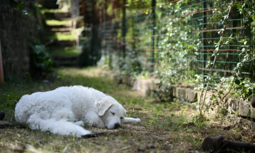 Do Farm Dogs Sleep Outside? Yes (Things to Know)