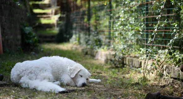 Do Farm Dogs Sleep Outside? Yes (Things to Know)