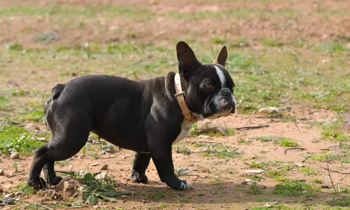 Do Frenchies Bark a Lot? Facts you should Know