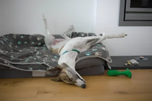 Do Greyhounds Get Tired Easily