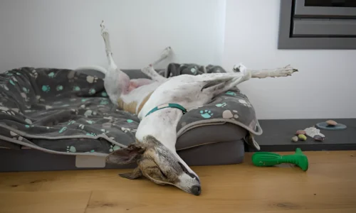 Do Greyhounds Get Tired Easily? Yes (Reason Explained)