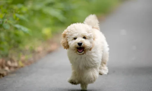 Do Poodles Prance? Yes (Facts you should know)