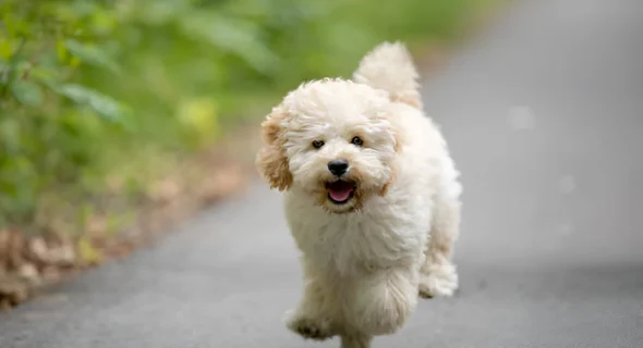 Do Poodles Prance? Yes (Facts you should know)