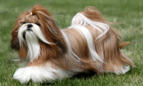 Do Shih Tzus Have Bad Hearing? Your Answer