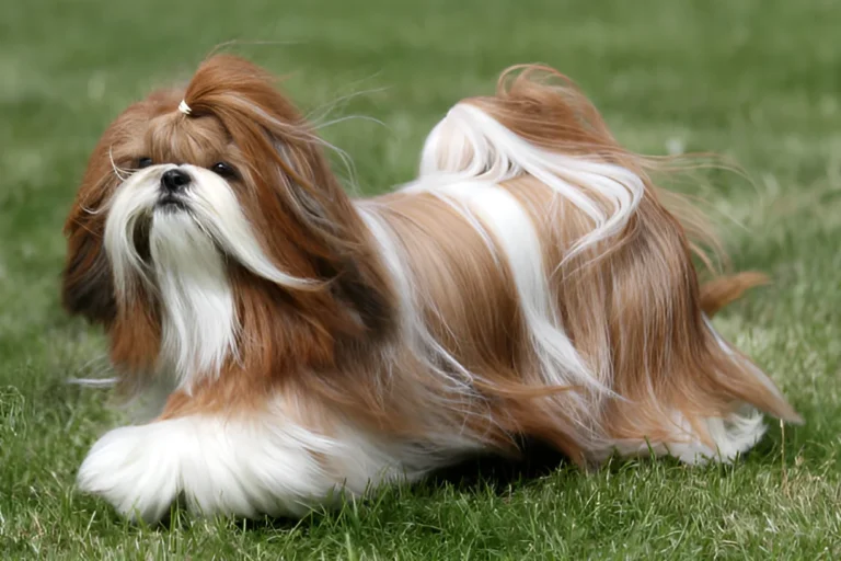 Do Shih Tzus Have Bad Hearing