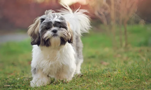 Do Shih Tzus Need Another Dog? Yes (Choose Best)