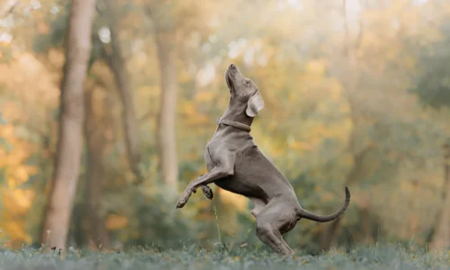 Do Weimaraners Pick One Person? What to Expect