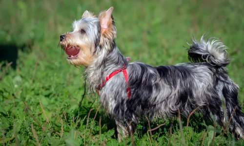 Do Yorkies Like Long Walks? Yes (Facts to Know)