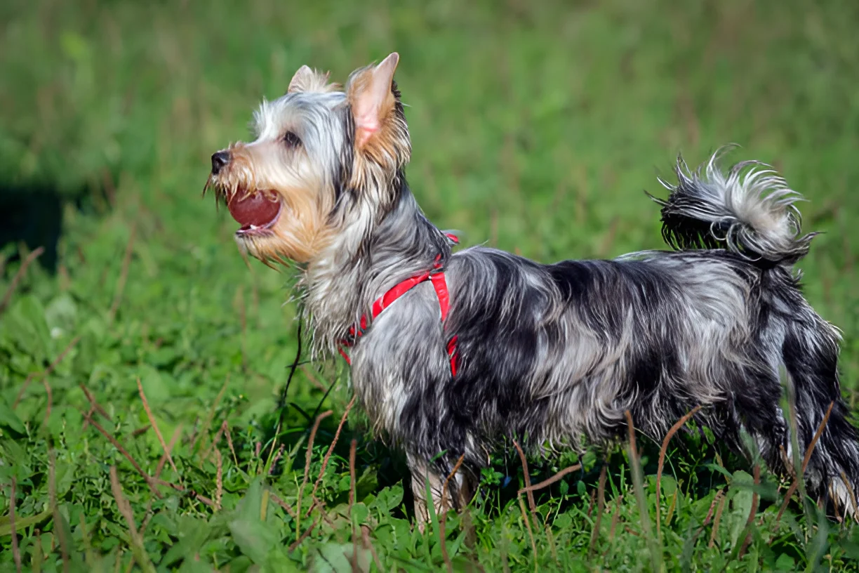 Do Yorkies Like Long Walks