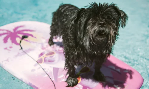 Do Yorkies Like the Pool? Yes (Facts to Know)