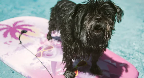 Do Yorkies Like the Pool? Yes (Facts to Know)