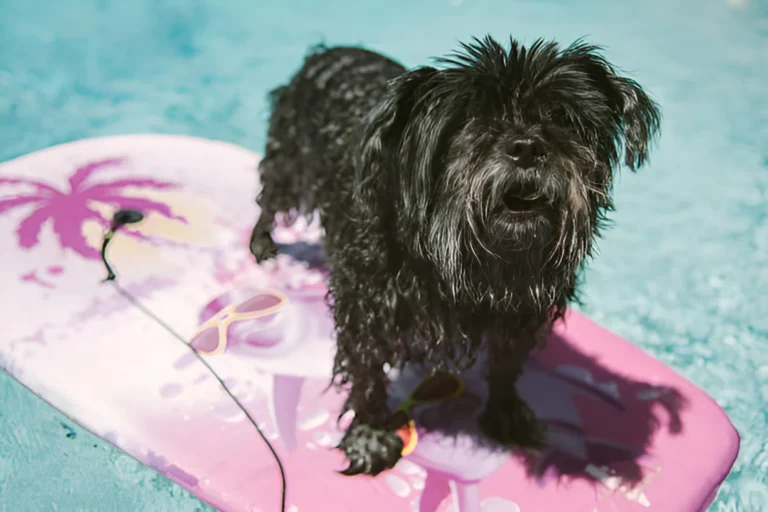 Do Yorkies Like the Pool