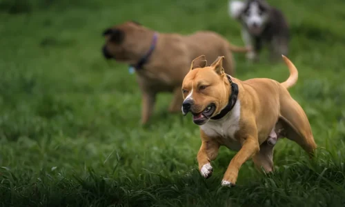 Does Spaying a Pitbull Calm Them Down? Yes