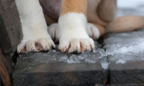 How Can I Protect My Dog’s Feet from Extreme Cold?