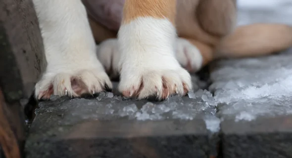 How Can I Protect My Dog’s Feet from Extreme Cold?