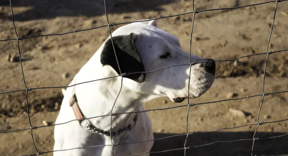 How Do Dogs Identify Intruders? Instincts Explained